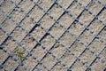 Patchy soil and small grass sprout inside metal ground grid Royalty Free Stock Photo