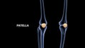 Human lower limb bone Patella