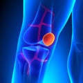 Patella Anatomy Knee Bone with Ciculatory System Royalty Free Stock Photo