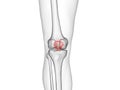 The patella bone Royalty Free Stock Photo