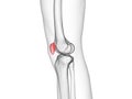 The patella bone