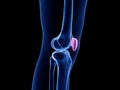 The patella bone