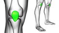 patella bone Royalty Free Stock Photo