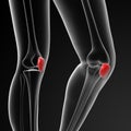 Patella