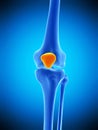 The patella Royalty Free Stock Photo