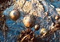 Limpets at Loe Beach Royalty Free Stock Photo