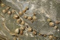 Patella vulgata, on a rock at low tide on the beach