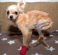 Patellar luxation in dog. Surgical correction Royalty Free Stock Photo