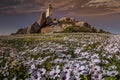 The Paternoster lighthouse stand amongst wild white Namaqualand daisies at springtime. Royalty Free Stock Photo