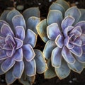 Paterns of  succulent plants Royalty Free Stock Photo