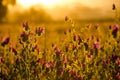 Paterson's Curse flowers