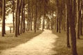 The Path Royalty Free Stock Photo