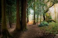 An atmospheric path running through a woodland in Haigh Woodland Park, Greater Manchester