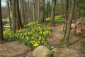 Path above the hill of daffodils