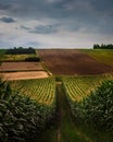 A path across the corn field. Hilly fields of Ponidzie, Poland. Royalty Free Stock Photo