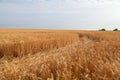 Path across golden wheat field in Ukraine, sunny summer day, harvesting time Royalty Free Stock Photo