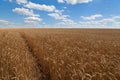 Path across golden wheat field under blue sky in Ukraine Royalty Free Stock Photo