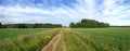 Path across green field leading to farmhouse on treeline