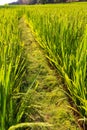 Path across rice paddy