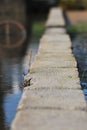 Path Across The Water Royalty Free Stock Photo