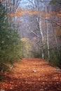 Path Across Woodlands in Autumn