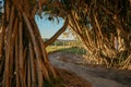 Path between aerial roots of pandanus tree.to beach Royalty Free Stock Photo