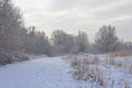Path along bare winter trees, shrubs and reed covered in snow Royalty Free Stock Photo