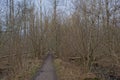 hiking trail along flowering hazel trees in the flemish countryside