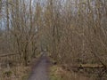 hiking trail along flowering hazel trees in the flemish countryside