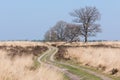 Path along the heather at Deelerwoud in the Netherlands