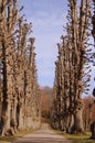 Path along trees