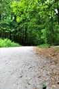 Path in park, green forest Royalty Free Stock Photo