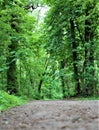 Path in park, green forest Royalty Free Stock Photo