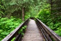 Path through the Ancient Forest Provincial Park in British Columbia Royalty Free Stock Photo