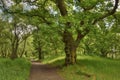 Path through Ancient Oak Wood in West Central Scotland Royalty Free Stock Photo