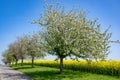 Path with apple trees blossoming in spring, white blossoms on apple tree branches, first green leaves against yellow rape field Royalty Free Stock Photo