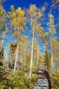 The path in autumn birch forests in Great Khingan