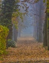 Path in autumn colourful leaves