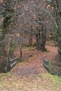 Path in autumn covered with fallen leaves path crossing bridge vertically Ambroz Royalty Free Stock Photo