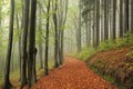 path through an autumn deciduous forest with the most of beech trees covered green leaves on branches footpath leads to top Royalty Free Stock Photo