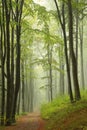 path through an autumn deciduous forest with the most of beech trees covered green leaves on branches footpath leads to top Royalty Free Stock Photo