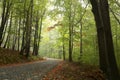 Trail through an autumn forest in foggy weather Royalty Free Stock Photo