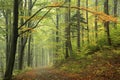 path through an autumn deciduous forest with the most of beech trees covered green leaves on branches trail leads to top biskupia Royalty Free Stock Photo