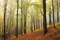 path through an autumn deciduous forest in most beech trees covered with yellow leaves on the branches and surrounded by morning Royalty Free Stock Photo