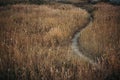 Path through the autumn field with yellowed grass