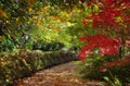 Path in autumn filled with dappled light and colour