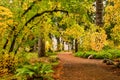 A path through autumn foliage forest in Silver Falls State Park, Oregon Royalty Free Stock Photo