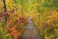 Path in autumn forest Royalty Free Stock Photo