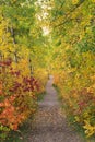 Path in autumn forest Royalty Free Stock Photo