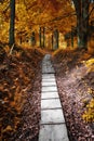 Path in the autumn forest. Autumnal scene in the